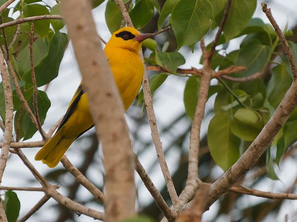 <h3><a href="/trips/gambia/biota/animalia/chordata/aves/040 passeriformes/050 oriolidae/oriolus auratus/oriolus auratus-nl.html">Oriolus&nbsp;auratus</a> / African&nbsp;golden&nbsp;oriole / Afrikaanse&nbsp;wielewaal</h3>OM-1 Mark II met OLYMPUS M.150-400mm F4.5, 1/2000 sec  bij F4.5, ISO 4000, afstand 29.2&nbsp;m